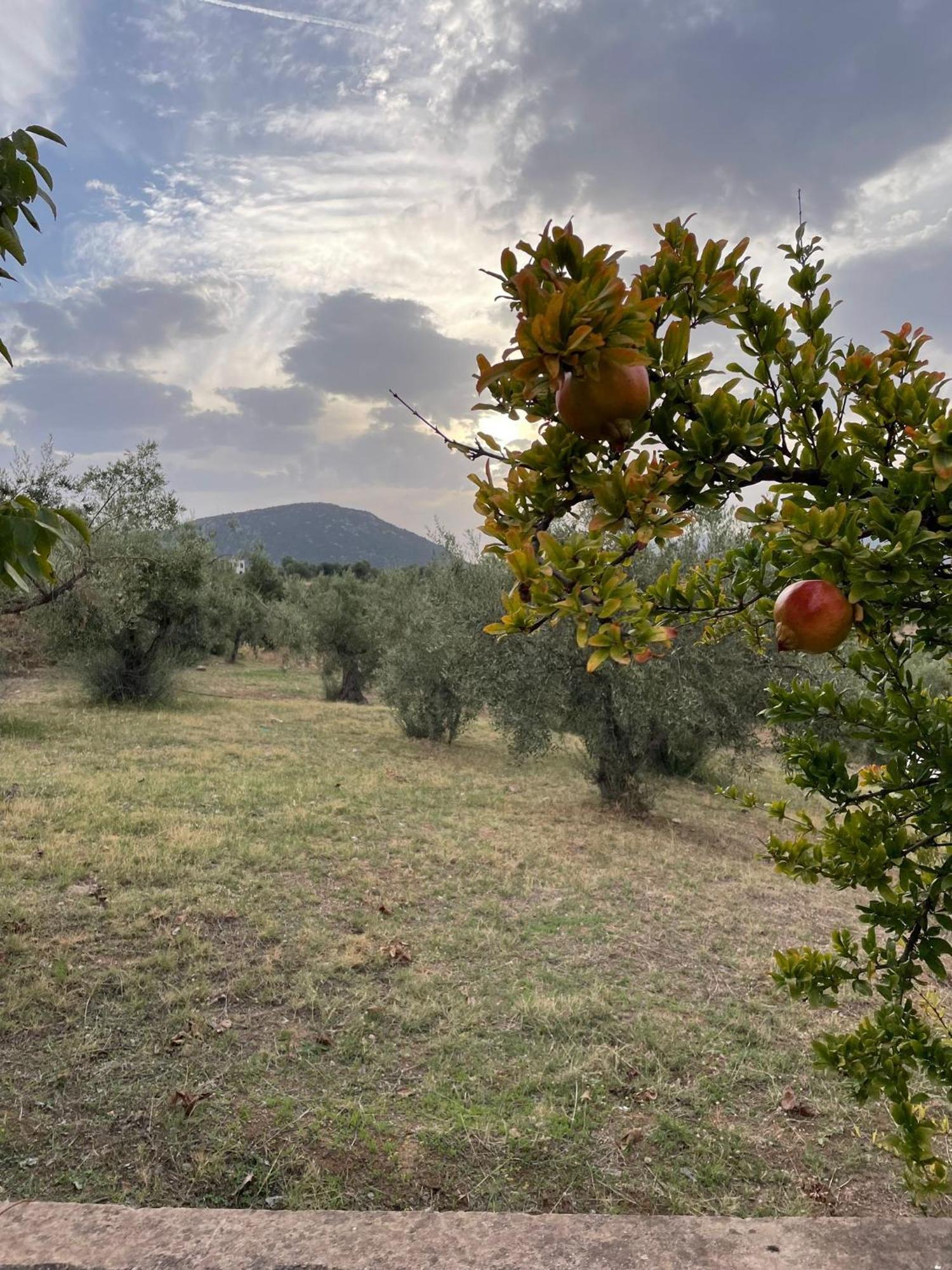Panoramic View Summerhouse Loukissia Esterno foto